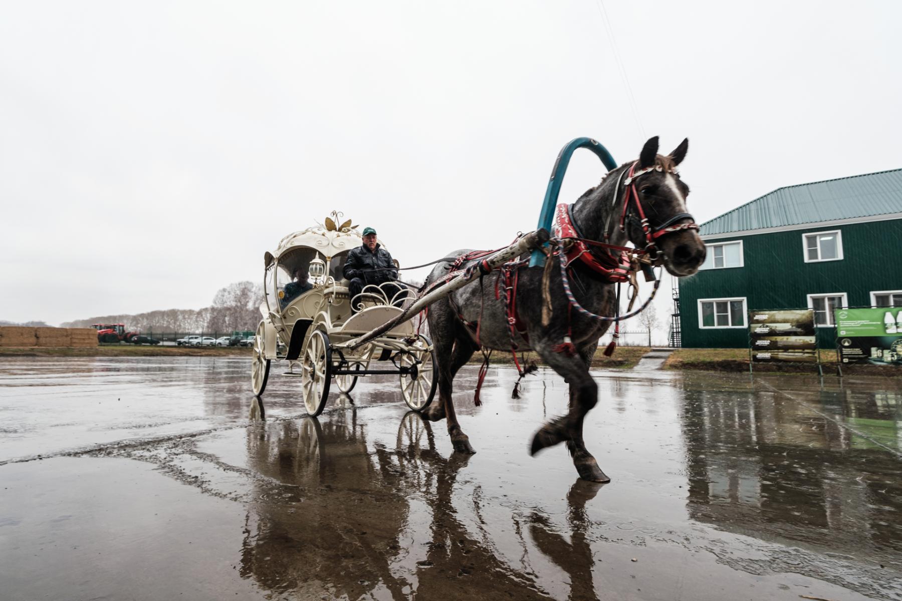 Фото В гости к буренкам: рассказываем про увлекательный маршрут для тех, кто хочет знать все о настоящем молоке 8 - Сиб.ФМ Фото В гости к буренкам: рассказываем про увлекательный маршрут для тех, кто хочет знать все о настоящем молоке 8
